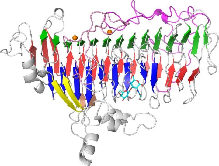 molecular-structure-LACTO-N-BIOSIDASE.jpg